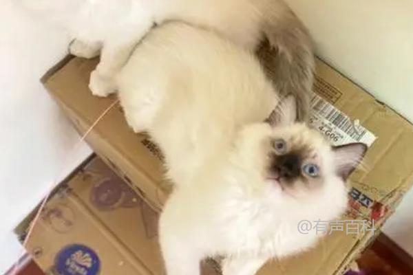 根据SEO规范修改后的文章标题：
"猫流透明口水原因及治疗方法，可能与口腔或消化道疾病相关"