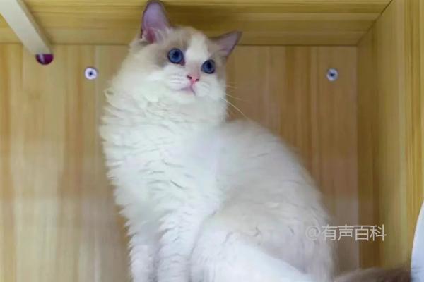 ### 为何需要给猫咪剃毛？患皮肤病或掉毛严重时可考虑剃毛