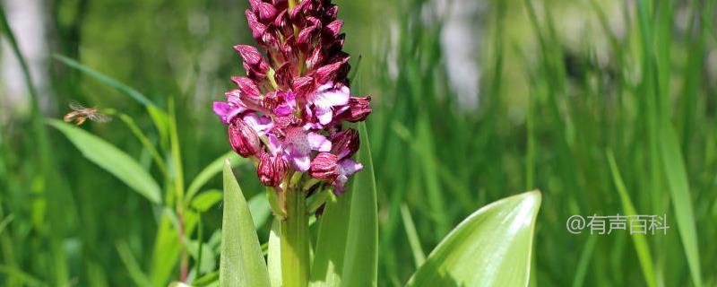 紫丁香开花时间、生长特性和繁殖技巧