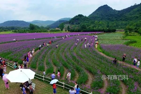 生态农业的分类及类型