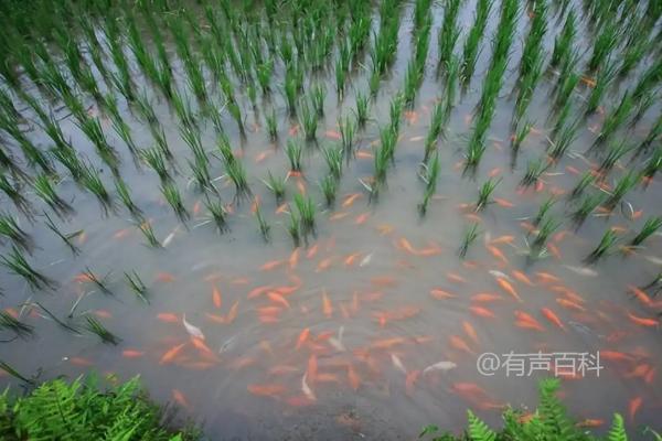 生态农业的分类及类型