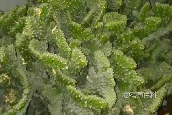 夏季和冬季麒麟掌养殖方法，如何正确浇水