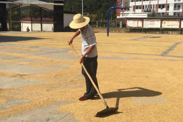 咪鲜胺浸种用量规范：每10毫升应兑水30-40升