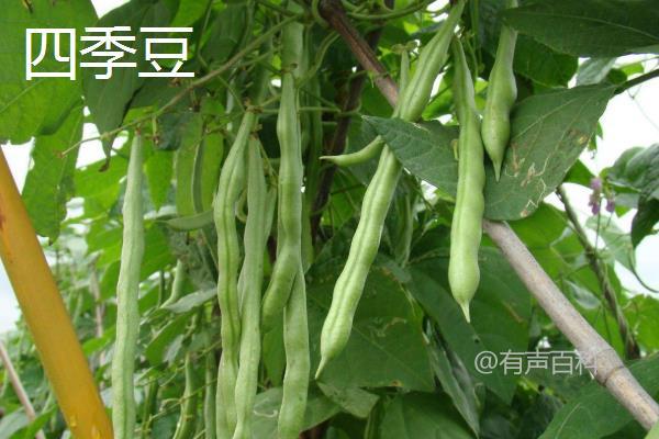 四季豆与豆角：叶形、花朵和外形差异大