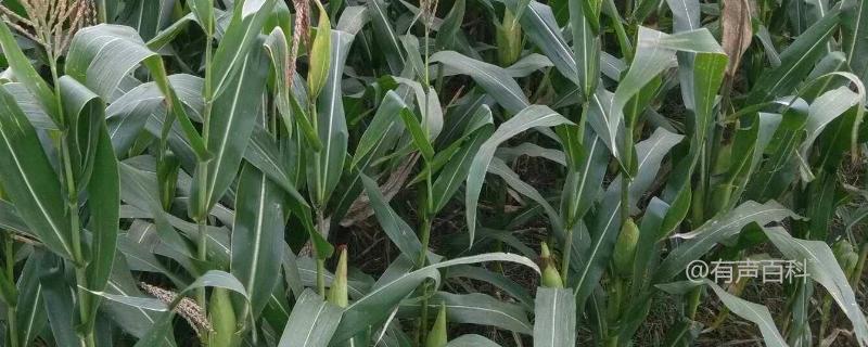 GD002玉米种子特性及种植密度：4500株/亩左右