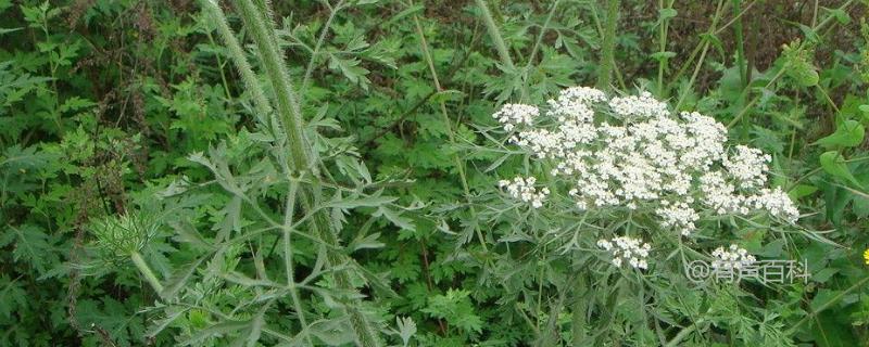 白芷种子价格及种植攻略，附病虫害防治指南