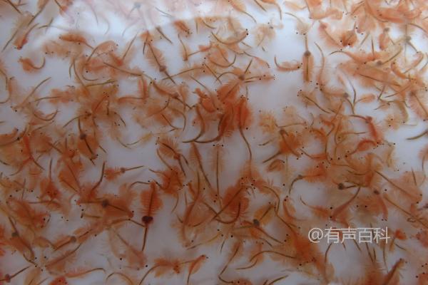 斗鱼适合吃什么？来了解一下投喂丰年虾、红线虫等食物的好处