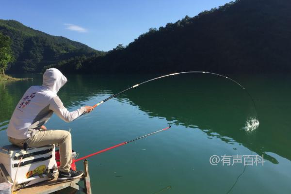 钓桂鱼的技巧，必保饵料的活力