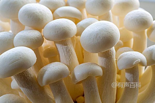 蘑菇焯水的正确方法和技巧是什么？