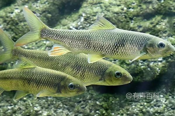 多鳞白甲鱼喜欢吃的鱼饵料有哪些