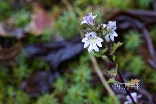 "小米草种植技术：如何根据土壤温度调整播种时间？"