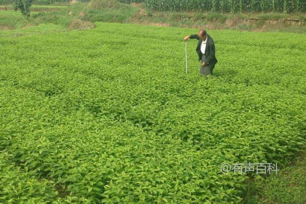 种植杜仲种子的方法及合理施肥技巧