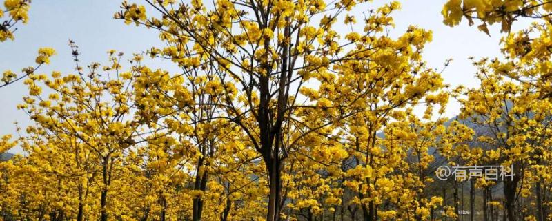 黄花风铃木栽培技巧，生长习性及繁殖要点