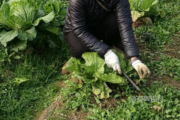 白菜烂根的原因可能有几个方面。首先，白菜烂根可能是由于土壤湿度过高导致的。如果土壤过湿，白菜的根部容易受到病菌的侵袭，从而导致烂根现象的发生。其次，白菜烂根也可能与土壤的排水性能有关。如果土壤排水不良，水分无法迅速排出，会导致根部长时间处于潮湿状态，增加了烂根的风险。此外，白菜烂根还可能与病虫害的侵袭有关。一些病虫害会直接攻击白菜的根部，导致烂根现象的发生。因此，为了避免白菜烂根，我们可以注意控制土壤湿度，改善土壤排水性能，并采取适当的病虫害防治措施。