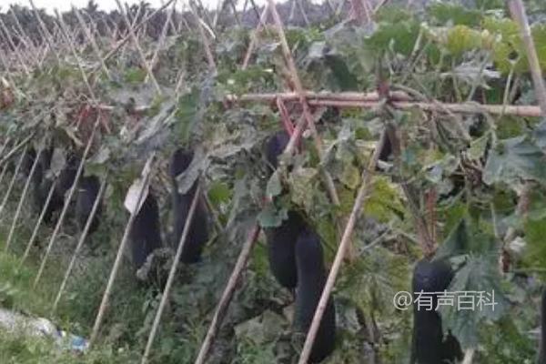 当涉及到调整标题以符合百度SEO规范时，您可以考虑以下建议：

"冬瓜种植技巧：搭建水平棚架并使用小山竹引导蔓生长的方法"

这样的标题更符合SEO要求，因为它包含了关键词（冬瓜种植、水平棚架、小山竹引导蔓生长），同时清晰地描述了文章的内容和方法。