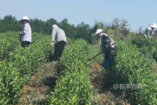 茶树施肥量及方法在不同地质条件下的差异