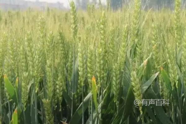 西农138小麦品种介绍及熟期对比分析：西农138与周麦18的差异