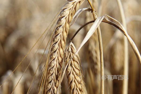 西农138小麦品种介绍及熟期对比分析：西农138与周麦18的差异