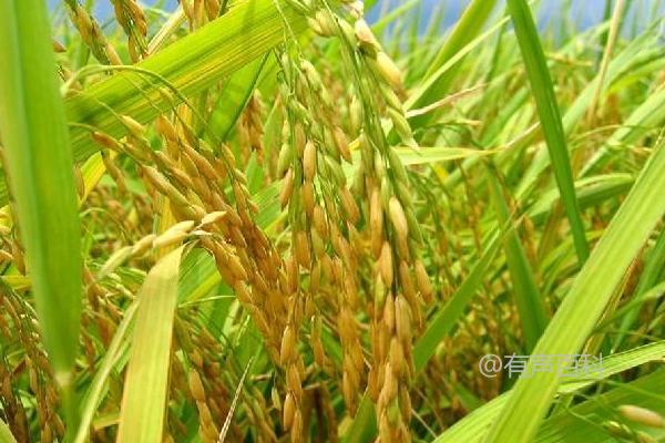 赣菌稻1号水稻种植简要介绍，3月底适合播种