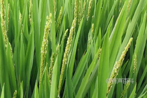 赣菌稻1号水稻种植简要介绍，3月底适合播种