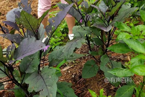 小茄子种植需要施肥吗，苗期追肥不容忽视