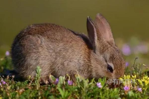 野兔与家兔的区别：毛色、体型与体重的异同