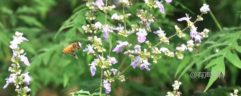 夏季养蜂专家分享：荆条花是大蜜源，附荆条花