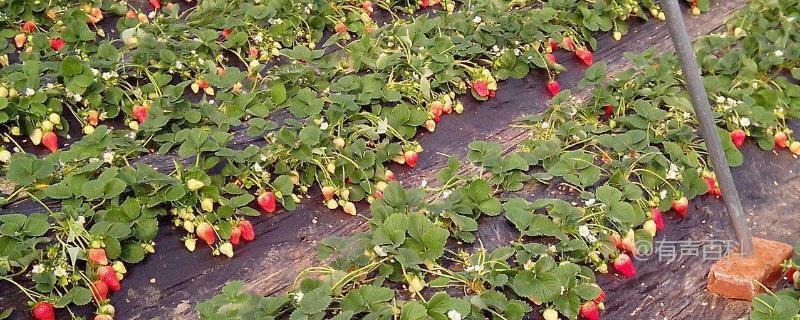 种植草莓的时间、播种到结果所需的时长及种植技术