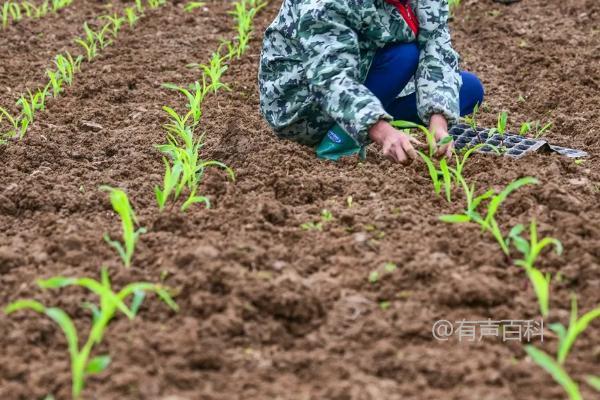 二月份种玉米的可行性取决于您所在的地理位置和气候条件。一般来说，玉米是夏季作物，需要较高的温度和适宜的日照时间才能生长良好。如果您所在的地区在二月份有足够的温暖和阳光，那么种植玉米可能是可行的。然而，如果您所在的地区在二月份仍然寒冷或者缺乏阳光，那么种植玉米可能会面临困难。建议您咨询当地的农业专家或种植者，以了解更具体的情况和适合您地区的作物种植时间。