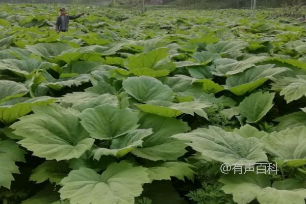 根据百度SEO规范，标题应该简明扼要，并且包含用户可能搜索的关键词。以下是修改后的标题：

**《大黄种植要点：适合的土壤类型和栽培技巧》**

这个标题明确包含了用户可能感兴趣的关键词，如“大黄种植要点”、“适合的土壤类型”和“栽培技巧”，有助于提高搜索引擎的相关性和点击率。