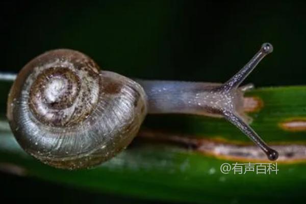 如何有效防治灰巴蜗牛，推荐使用灭蜗灵颗粒撒在受害株根部