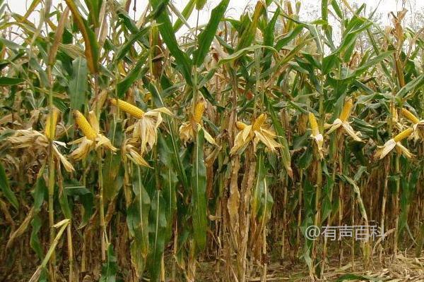 【农业科技】志裕112玉米种简介，种植密度4000株/亩最佳