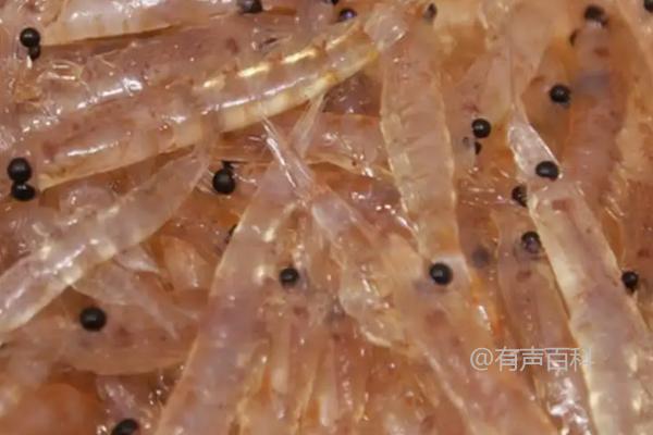 磷虾为何不宜食用？