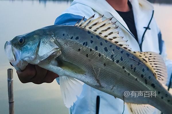 路亚海鲈：根据体型选择适合的饵料重量