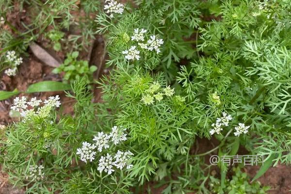 "香菜的开花时间一般在4、5月份"