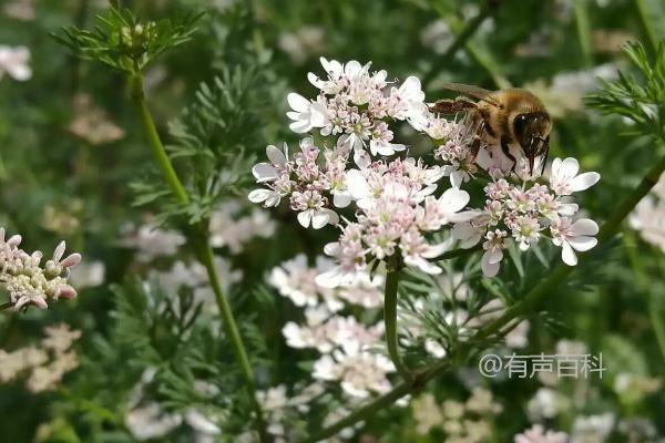 "香菜的开花时间一般在4、5月份"