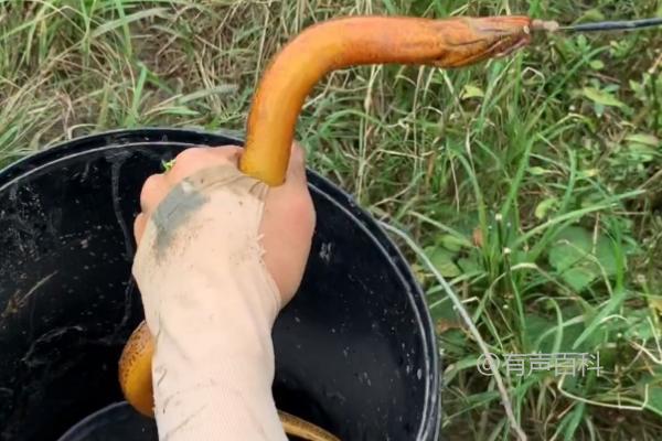 钓黄鳝用什么诱饵，哪种活性荤饵效果更好