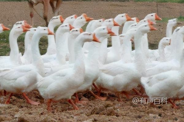 鹅要养三年的原因及其上市特点