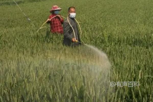 小麦几叶一心可以使用除草剂，四叶一心开始施药