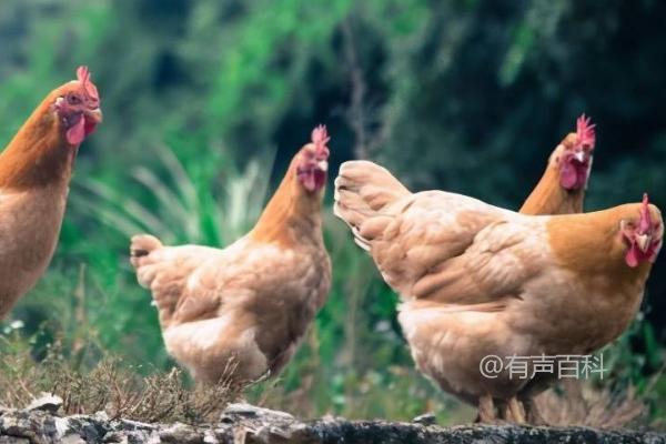 鸡最怕什么声音？最怕纯粹的声波振动声音