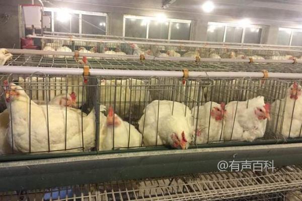 肉鸡产量低怎么办？如何改善环境、做好疫病防控？