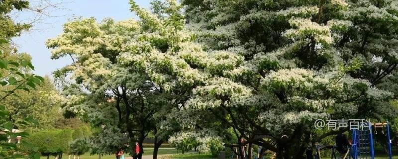 流苏树嫁接桂花的方法与流程介绍