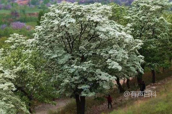 流苏树嫁接桂花的方法与流程介绍