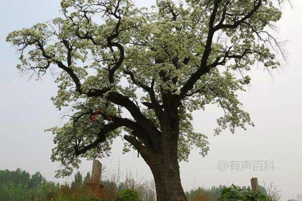 流苏树嫁接桂花的方法与流程介绍