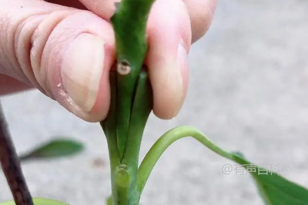 牛油果繁殖技巧及养殖要点分享