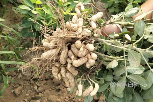 花生种植后何时可以施用除草剂，花生简介