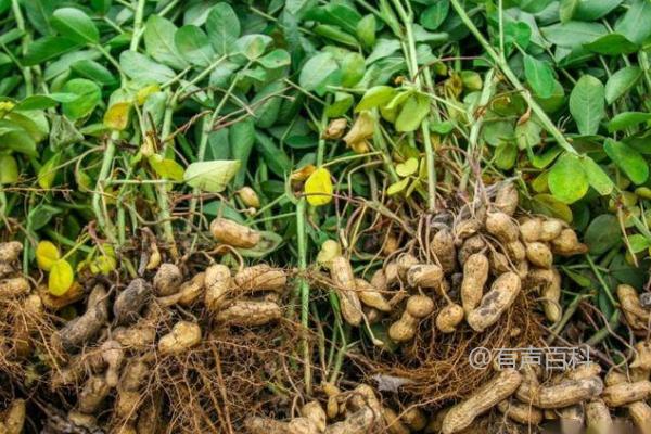 花生种植后何时可以施用除草剂，花生简介