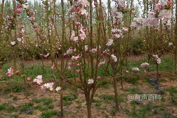 西府海棠的种植方法与管理技术