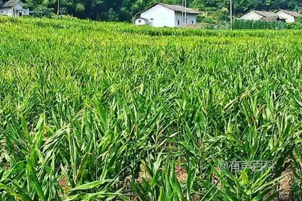 洋合种植的关键要点，并附种植管理技术