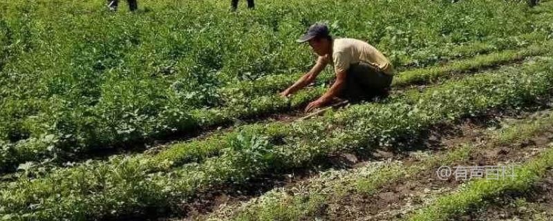 大田地套种关防风的管理技巧和作物收获后清理